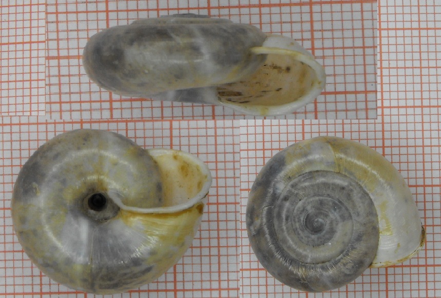 Chilostoma tiesenhauseni (Gredler, 1889)